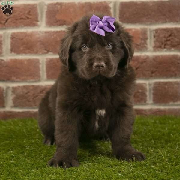 Ruby, Newfoundland Puppy